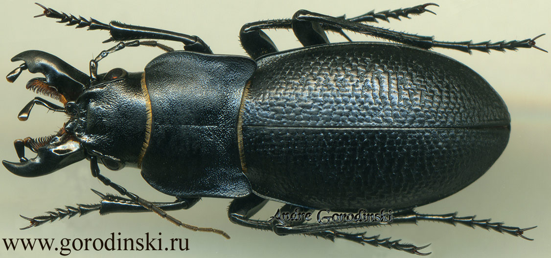 http://www.gorodinski.ru/carabus/Eupachus glyptopterus.jpg